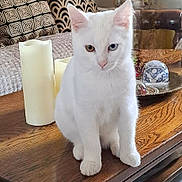 Whity a rejoint le concours — aidez-le/la à gagner de superbes lots ! animal, candle, cat, closeup, cozy, cushion, cute, decor, eyes, feline, heterochromia, home, indoor, living_room, pet, portrait, sitting, table, white_cat, wooden_table