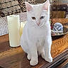 cat, white_cat, heterochromia, pet, animal, feline, sitting, table, wooden_table, candle, decor, cushion, indoor, home, cozy, closeup, portrait, cute, eyes, living_room