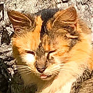 Goosey is registered to the contest to win money with this photo: cat, calico_cat, feline, portrait, close_up, whiskers, tongue_out, squinting, ears, fur, orange_cat, tree_bark, outdoor, sunlight, pet, mammal, animal, cute, macro, furry
