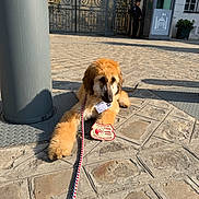Affe participe au concours pour gagner de l'argent avec cette photo : dog, golden_fur, leash, badge, cobblestone, gate, security_guard, uniform, building, pillar, sidewalk, shadow, sunlight, outdoor, resting, portrait, public_space, accessory, cute, urban