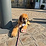 dog, golden_fur, leash, badge, cobblestone, gate, security_guard, uniform, building, pillar, sidewalk, shadow, sunlight, outdoor, resting, portrait, public_space, accessory, cute, urban
