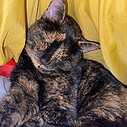 Ruby joined the competition — help win amazing prizes! cat, tortoiseshell, sleeping, feline, pet, cozy, yellow_fabric, paw, fur, closeup, resting, indoor, cute, animal, mammal, whiskers, ears, relaxed, soft, comfort