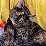 cat, tortoiseshell, sleeping, feline, pet, cozy, yellow_fabric, paw, fur, closeup, resting, indoor, cute, animal, mammal, whiskers, ears, relaxed, soft, comfort