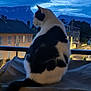 animal, balcony, black_and_white, cat, cloudy_sky, contemplative, dusk, evening, feline, fur, houses, mountains, nature, outdoor, peaceful, pet, quiet, scenery, sitting, tail