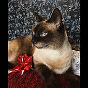 Haze is registered to the contest to win money with this photo: blanket, blue_eyes, brown_fur, cat, christmas_pattern, close_up, dark_mask, decorative_background, fur, gaze, gift, holiday_wrapping, indoor, paws, portrait, red_bow, relaxed, sequin, siamese_cat, whiskers