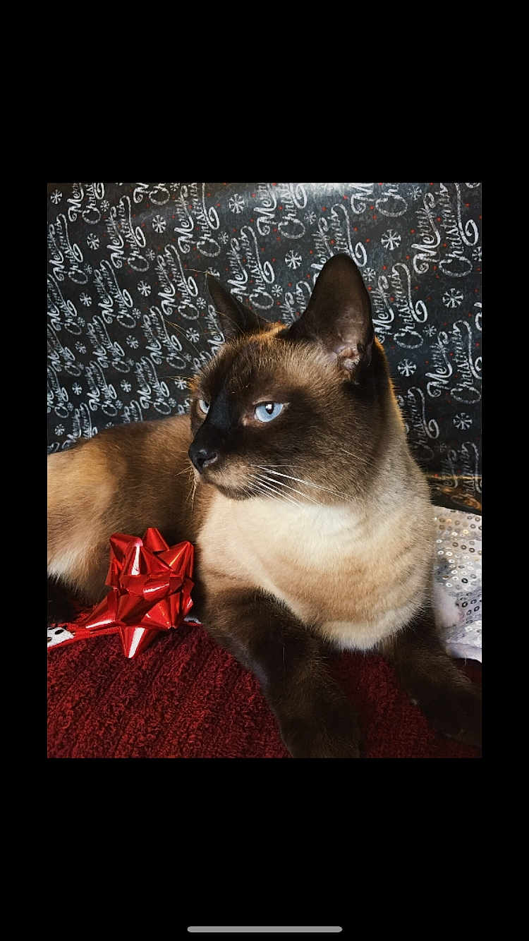 Haze is registered to the contest to win money with this photo: blanket, blue_eyes, brown_fur, cat, christmas_pattern, close_up, dark_mask, decorative_background, fur, gaze, gift, holiday_wrapping, indoor, paws, portrait, red_bow, relaxed, sequin, siamese_cat, whiskers