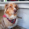 dog, bandana, indoor, wooden_floor, table, bottle, red, fur, pet, animal, canine, brown, white, domestic, sitting, looking_away, household, furniture, collar, cute