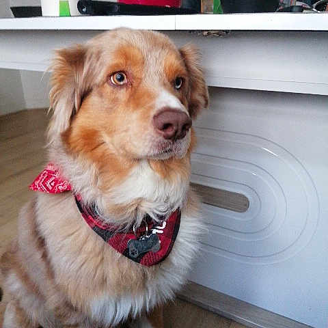 Thellios a rejoint le concours — aidez-le/la à gagner de superbes lots ! dog, bandana, indoor, wooden_floor, table, bottle, red, fur, pet, animal, canine, brown, white, domestic, sitting, looking_away, household, furniture, collar, cute