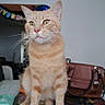 cat, orange_tabby, pet, whiskers, table, handbag, indoor, curious, sitting, feline, domestic_animal, fur, ears, eyes, face, tablecloth, household, background, domestic, animal