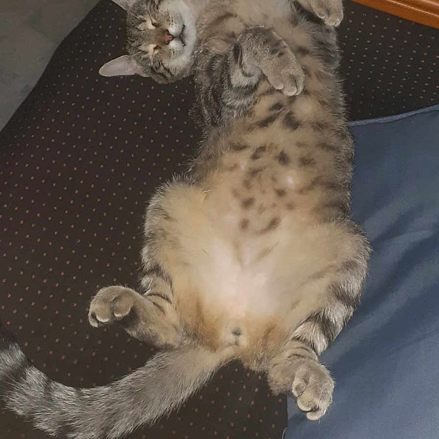 Tabby