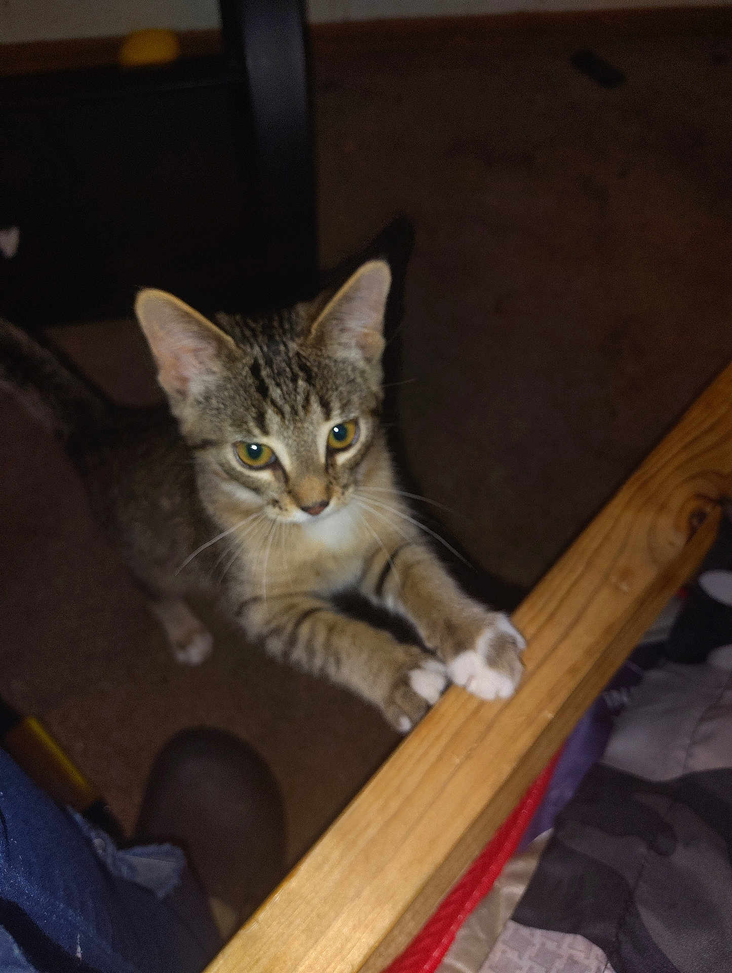 Ginger joined the competition — help win amazing prizes! bedframe, carpet, cat, climbing, closeup, curious, ears, eyes, flash, furniture, indoor, kitten, looking_up, mischief, nighttime, paws, pet, tabby, whiskers, wooden_rail