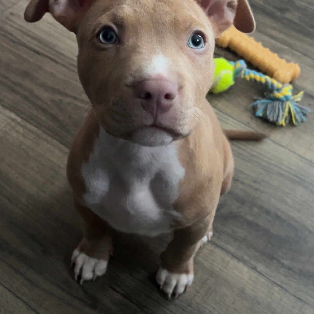 Milo is registered to the contest to win money with this photo: animal, boxer, bulldog, canine, dog, envelope, face, greetingcard, hardwood, hound, indoors, interiordesign, labradorretriever, mail, pet, pitbull, puppy, snout, text, wood