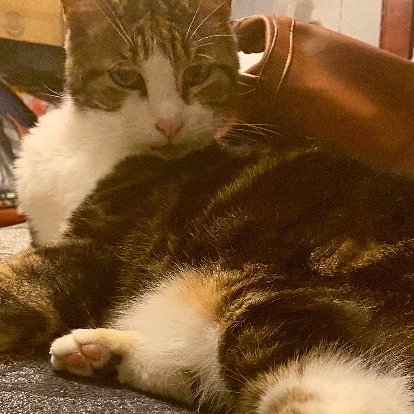 Buddy