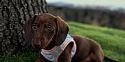 Suzie a rejoint le concours — aidez-le/la à gagner de superbes lots ! puppy, dog, dachshund, grass, tree, outdoor, pet, animal, leash, toy, brown, cute, young, harness, nature, summer, playful, small, portrait, background_blur