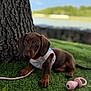 animal, background_blur, brown, cute, dachshund, dog, grass, harness, leash, nature, outdoor, pet, playful, portrait, puppy, small, summer, toy, tree, young