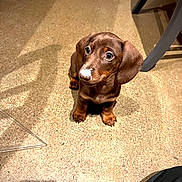 Suzie a rejoint le concours — aidez-le/la à gagner de superbes lots ! puppy, dachshund, dog, brown, floor, indoor, pet, cute, small, animal, canine, looking_up, sitting, ears, nose, whiskers, shadow, light, chair, curious