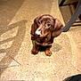 animal, brown, canine, chair, curious, cute, dachshund, dog, ears, floor, indoor, light, looking_up, nose, pet, puppy, shadow, sitting, small, whiskers