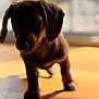 Suzie participe au concours pour gagner de l'argent avec cette photo : puppy, dog, dachshund, brown, pet, animal, indoor, wooden_floor, sunlight, shadow, closeup, portrait, cute, young, walking, ears, nose, legs, background_blur, warm_light