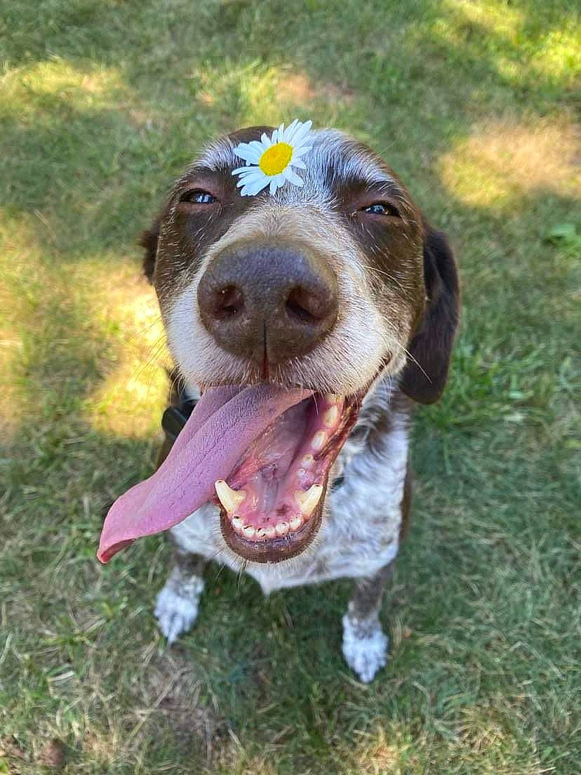 Oliver joined the competition — help win amazing prizes! canidae, carnivore, cocker_spaniel, collar, companion_dog, dog, dog_breed, grass, gun_dog, hunting_dog, liver, pointing_breed, retriever, snout, spaniel, sporting_group, whiskers, working_animal, working_dog
