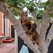 Tao participe au concours pour gagner de l'argent avec cette photo : cat, maine_coon, fluffy, tabby, long_hair, sitting, tree, fig_tree, branches, leaves, outdoor, patio, garden, chair, house, terrace, portrait, animal, alert, nature