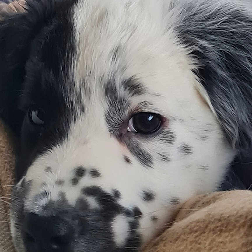 Blu is registered to the contest to win money with this photo: animal, blanket, canine, cockerspaniel, collie, cushion, dalmatian, dog, eskimodog, homedecor, hound, husky, papillon, person, pet, puppy, sleeping, snout, terrier, whitedog