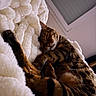 Joy a rejoint le concours — aidez-le/la à gagner de superbes lots ! animal, bengal_cat, cat, close_up, comfort, cozy, cute, domestic_cat, fluffy_blanket, fur, indoor, paw, pet, relaxation, resting, sleeping, soft_texture, striped, warm, whiskers