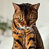 Joy a rejoint le concours — aidez-le/la à gagner de superbes lots ! animal, animal_face, bengal_cat, cat, close_up, cute, domestic_animal, feline, focused, fur, green_eyes, indoor, looking_down, mammal, pet, portrait, sitting, soft_background, spotted_fur, whiskers