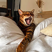 Joy participe au concours pour gagner de l'argent avec cette photo : bed, bedroom, cat, cozy, decor, domestic_animal, feline, fur, furniture, indoor, mouth_open, paw, pillow, relaxed, sleepy, stretching, striped, whiskers, white_bedding, yawning