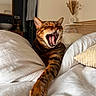 bed, bedroom, cat, cozy, decor, domestic_animal, feline, fur, furniture, indoor, mouth_open, paw, pillow, relaxed, sleepy, stretching, striped, whiskers, white_bedding, yawning