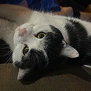 Oreo is registered to the contest to win money with this photo: animal, black_and_white, cat, close_up, curious, cute, domestic, face, feline, fur, green_eyes, indoor, lying_down, mammal, pet, portrait, relaxing, soft_light, texture, whiskers
