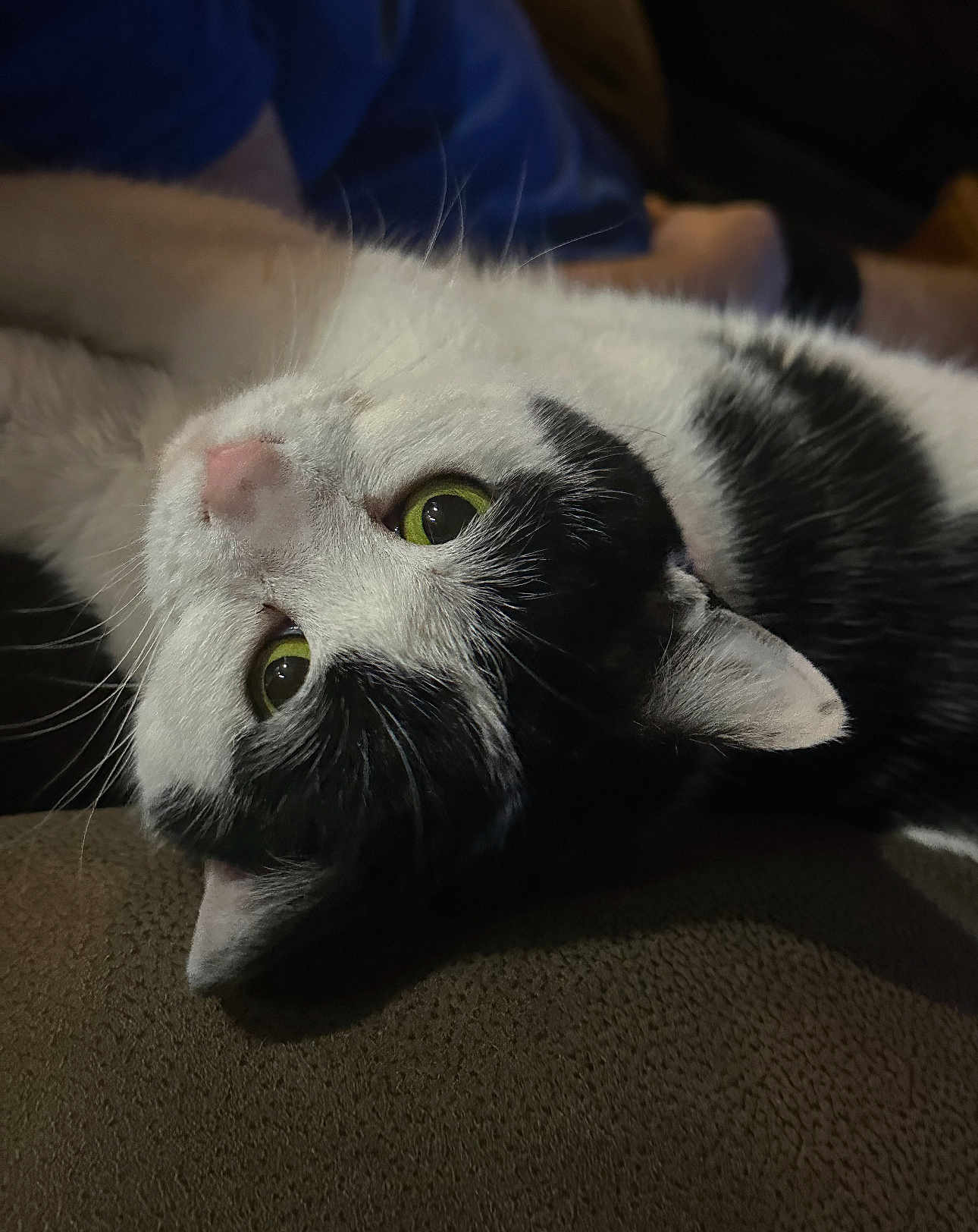 Oreo