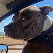 Doudou participe au concours pour gagner de l'argent avec cette photo : dog, pet, close_up, car, collar, side_eye, canine, animal, outdoor, sunny, window, road, fence, brown_fur, white_fur, mischievous, portrait, seat, vehicle, daylight