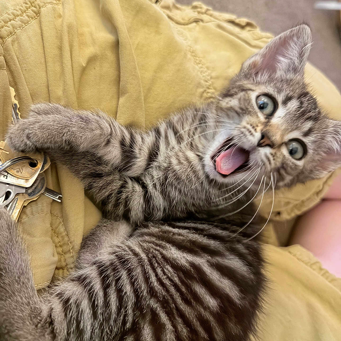 Stella joined the competition — help win amazing prizes! animal, cat, close_up, curious, cute, expression, fur, indoor, keys, kitten, paws, pet, playful, striped, surprised, tabby, whiskers, wide_eyes, yellow_fabric, young