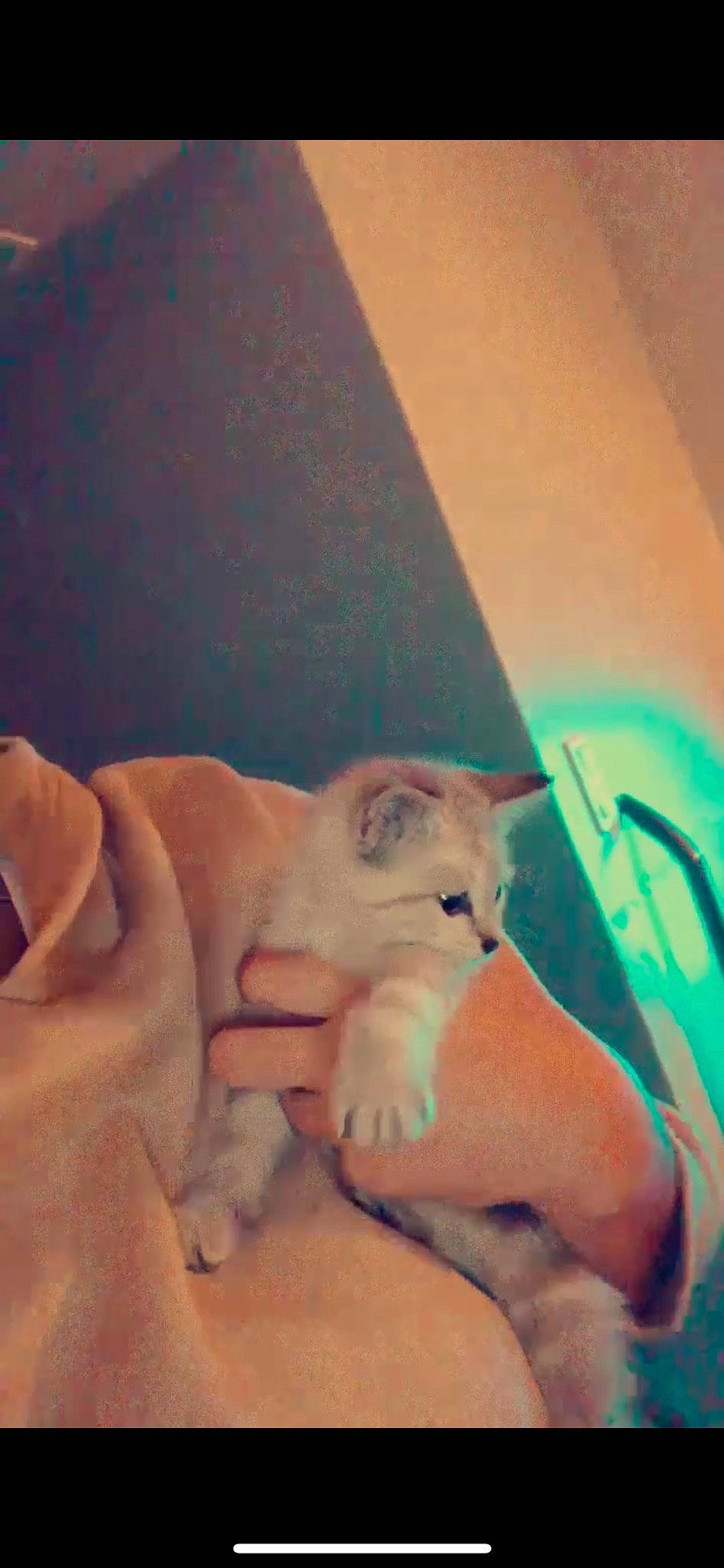 Mia a rejoint le concours — aidez-le/la à gagner de superbes lots ! abdomen, carnivore, cat, comfort, companion_dog, domestic_short_haired_cat, fawn, felidae, fur, gesture, human_leg, linens, nail, paw, room, small_to_medium_sized_cats, tail, whiskers, wood, wrist