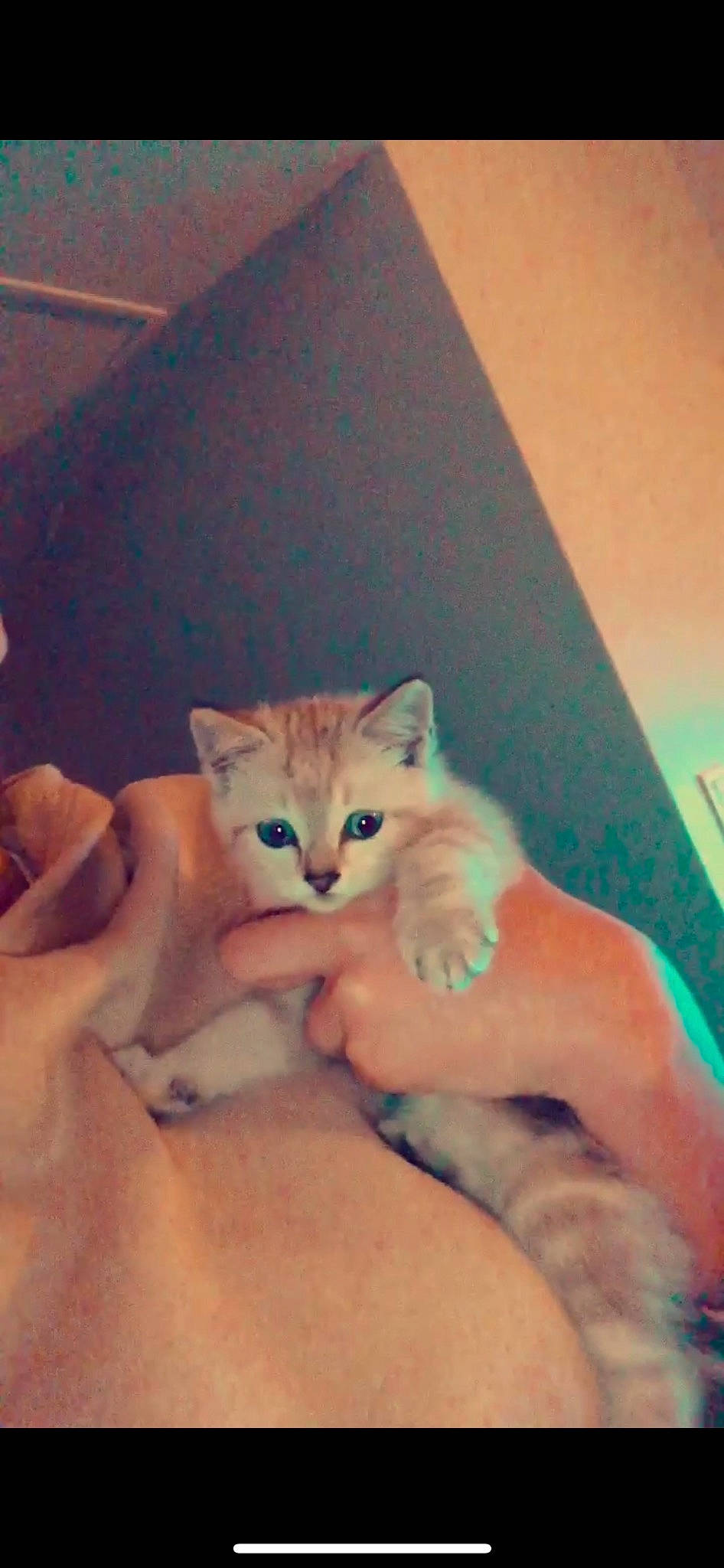 Mia a rejoint le concours — aidez-le/la à gagner de superbes lots ! bed, carnivore, cat, claw, comfort, domestic_short_haired_cat, fawn, felidae, finger, foot, fur, gesture, nail, paw, room, small_to_medium_sized_cats, tail, thumb, whiskers, wood