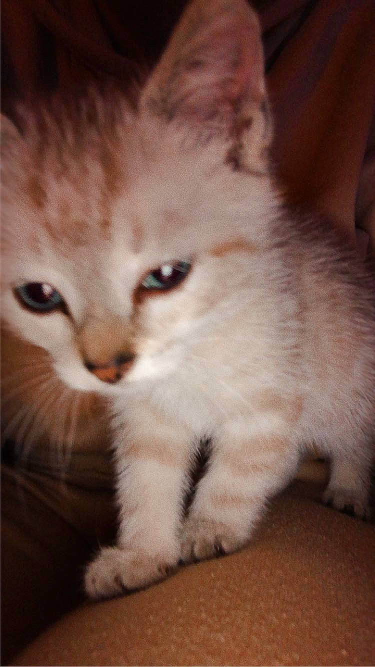 Mia participe au concours pour gagner de l'argent avec cette photo : carnivore, cat, claw, domestic_short_haired_cat, fawn, felidae, flooring, fur, hardwood, nap, paw, photo_caption, small_to_medium_sized_cats, snout, tail, whiskers, wood