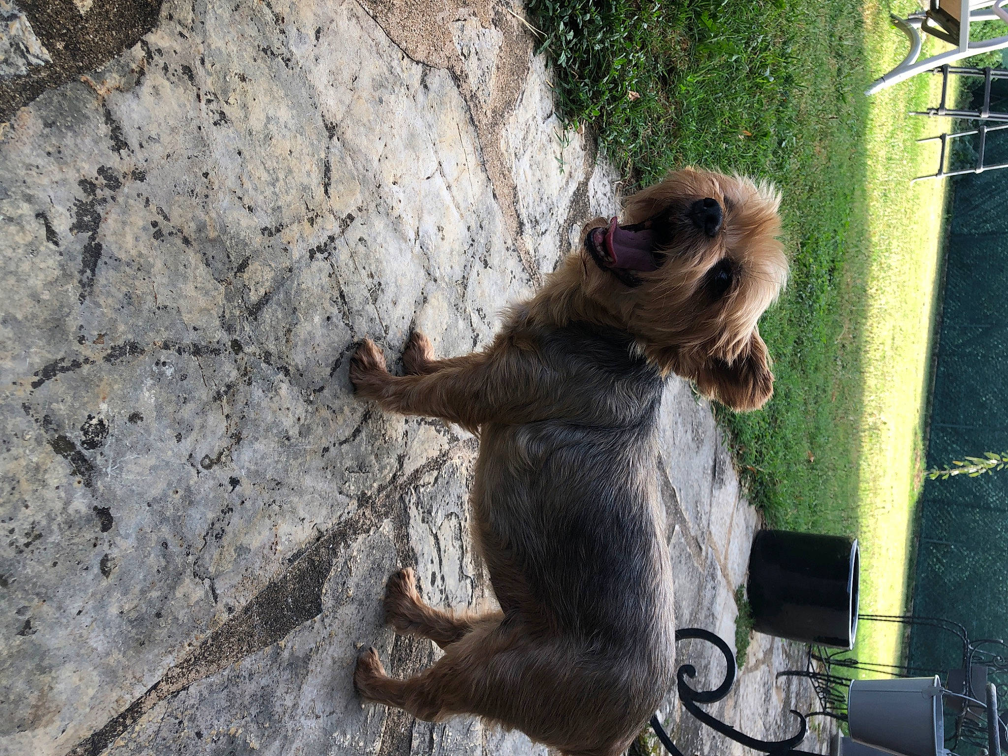 Lilly a rejoint le concours — aidez-le/la à gagner de superbes lots ! art, bedrock, fox_squirrel, fur, macaque, paw, plant, primate, recreation, rhesus_macaque, road_surface, sitting, snout, squirrel, tail, terrestrial_animal, trunk, wildlife, wood, zoo