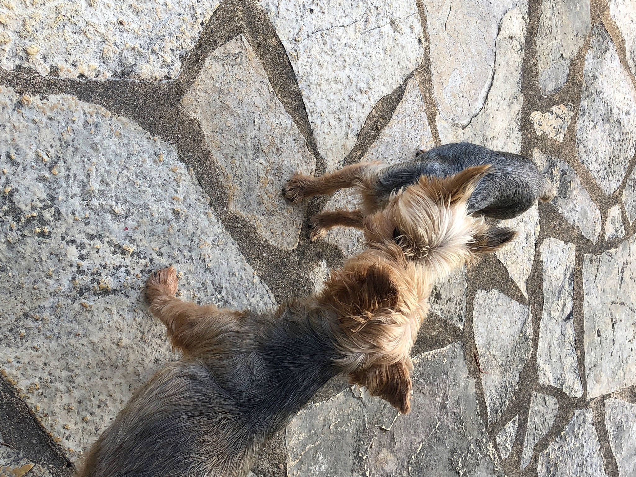 Lilly a rejoint le concours — aidez-le/la à gagner de superbes lots ! asphalt, claw, concrete, fawn, fur, paw, road_surface, rock, shadow, snout, soil, tail, terrestrial_animal, trunk, wildlife, wood, zoo