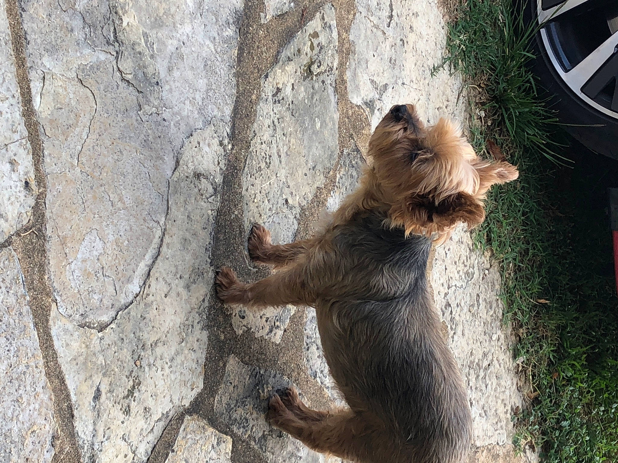 Lilly participe au concours pour gagner de l'argent avec cette photo : automotive_tire, chipmunk, claw, fawn, felidae, fox_squirrel, fur, grey_squirrel, macaque, marsupial, paw, plant, rodent, squirrel, tail, terrestrial_animal, tree, trunk, whiskers, wood