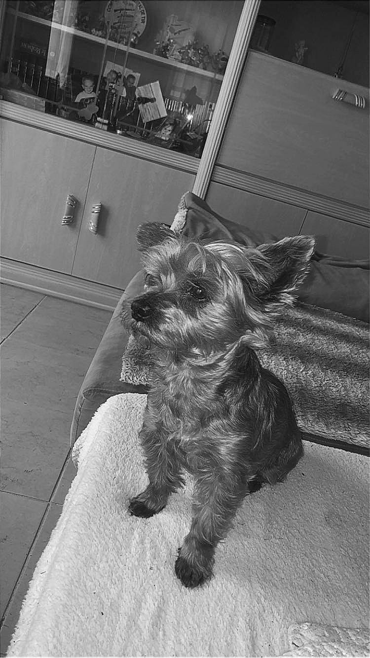 Lilly participe au concours pour gagner de l'argent avec cette photo : black_and_white, canidae, carnivore, companion_dog, dog, dog_breed, flooring, fur, monochrome, monochrome_photography, schnauzer, small_terrier, snout, sporting_group, style, tail, terrier, toy_dog, working_animal, yorkipoo