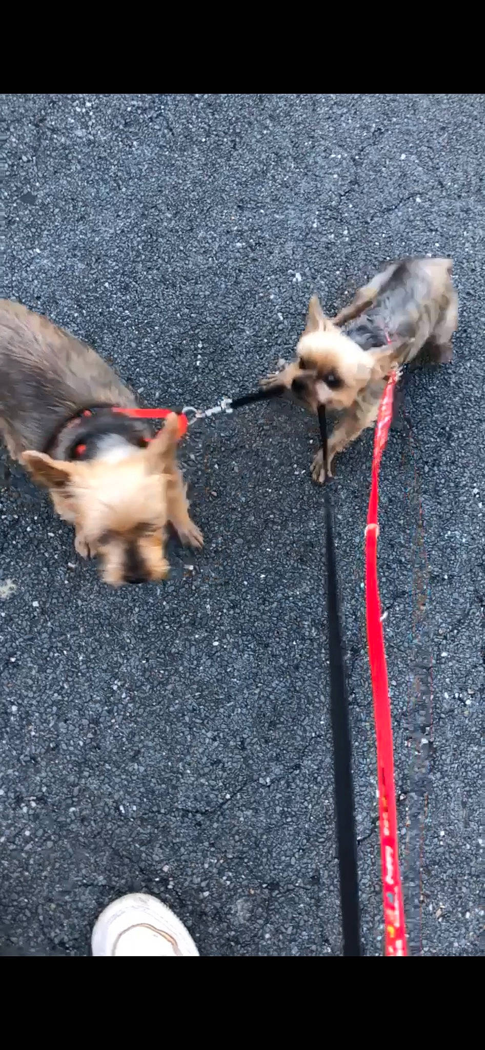 Guizmo a rejoint le concours — aidez-le/la à gagner de superbes lots ! asphalt, carnivore, companion_dog, dog, dog_breed, fawn, felidae, fur, grass, leash, mammal, paw, road, road_surface, sidewalk, small_to_medium_sized_cats, snout, sporting_group, tail, vertebrate