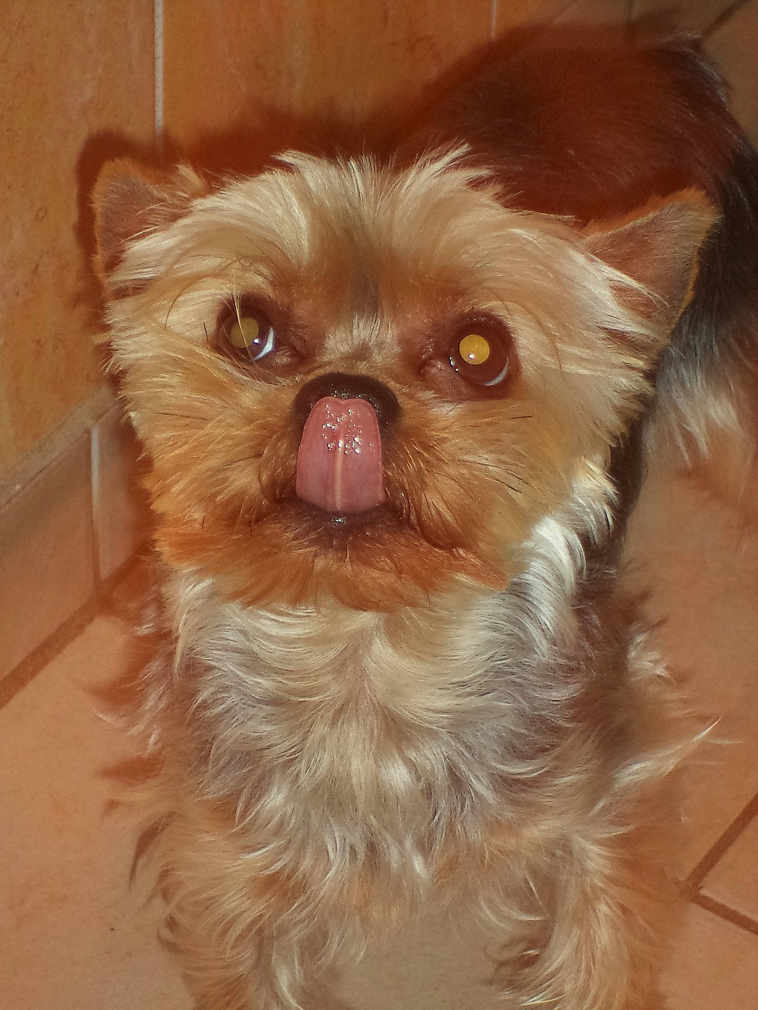 Guizmo a rejoint le concours — aidez-le/la à gagner de superbes lots ! canidae, carnivore, companion_dog, dog, dog_breed, ear, eye, fawn, fur, hair, head, iris, liver, small_terrier, snout, sporting_group, terrestrial_animal, toy_dog, whiskers, working_animal