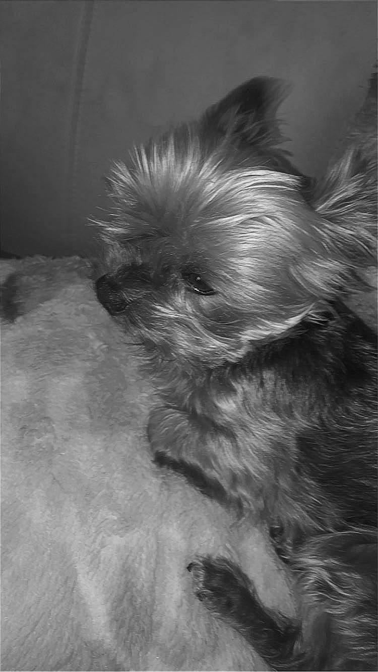 Guizmo a rejoint le concours — aidez-le/la à gagner de superbes lots ! biewer_terrier, canidae, carnivore, companion_dog, dog, dog_breed, dog_supply, fur, liver, monochrome, monochrome_photography, paw, small_terrier, snout, sporting_group, tail, terrier, toy_dog, whiskers, yorkipoo