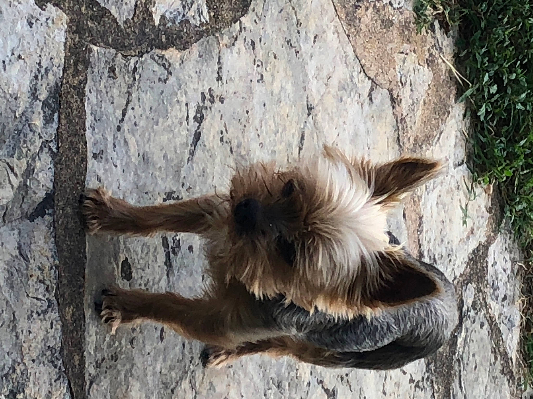 Guizmo a rejoint le concours — aidez-le/la à gagner de superbes lots ! canidae, claw, fawn, fur, horse, liver, livestock, mane, pack_animal, plant, snout, stallion, tail, terrestrial_animal, tree, trunk, wildlife, wing, wood, working_animal