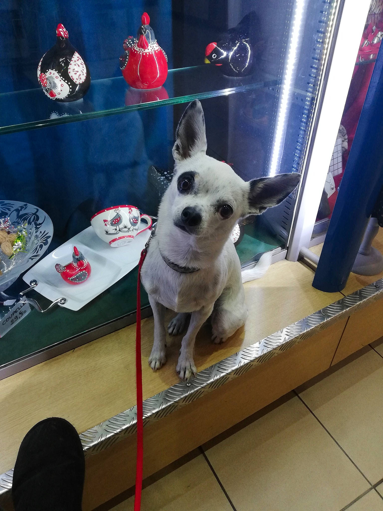 Leny participe au concours pour gagner de l'argent avec cette photo : canidae, carnivore, companion_dog, dog, dog_breed, fawn, french_bulldog, metal, non_sporting_group, snout