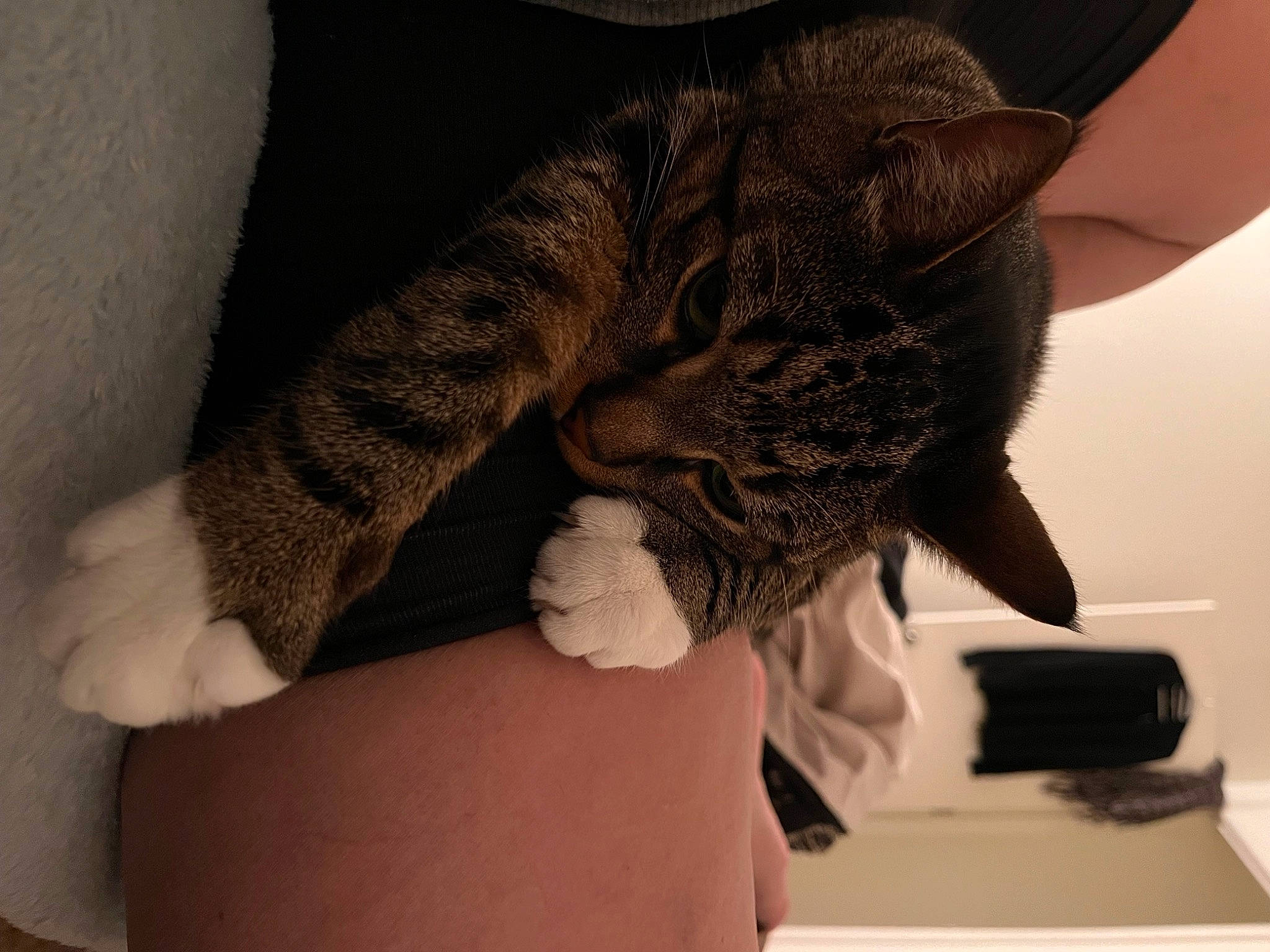 Milo is registered to the contest to win money with this photo: arm, carnivore, cat, comfort, elbow, felidae, finger, gesture, grey, hand, human_body, human_leg, joint, knee, leg, nail, shoulder, thigh, waist, whiskers
