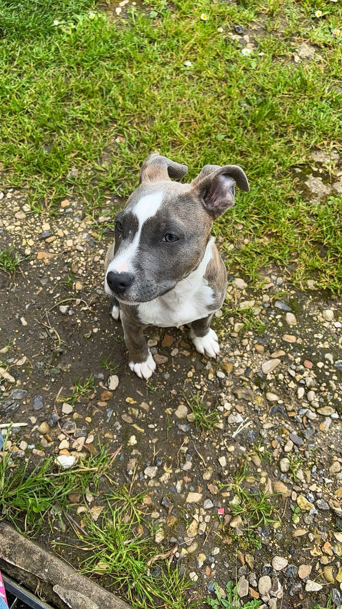 Prince a rejoint le concours — aidez-le/la à gagner de superbes lots ! canidae, carnivore, collar, companion_dog, dog, dog_breed, dog_collar, fawn, grass, groundcover, non_sporting_group, plant, snout, soil, sporting_group, tail, terrestrial_animal, terrier, whiskers, working_animal