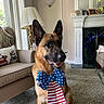 american_flag, black_mask, bow_tie, brown_fur, carpet, collar, dog, fireplace, german_shepherd, home_decor, indoors, living_room, patriotic, pet, pointed_ears, portrait, sitting, sofa, stars_and_stripes, well_groomed