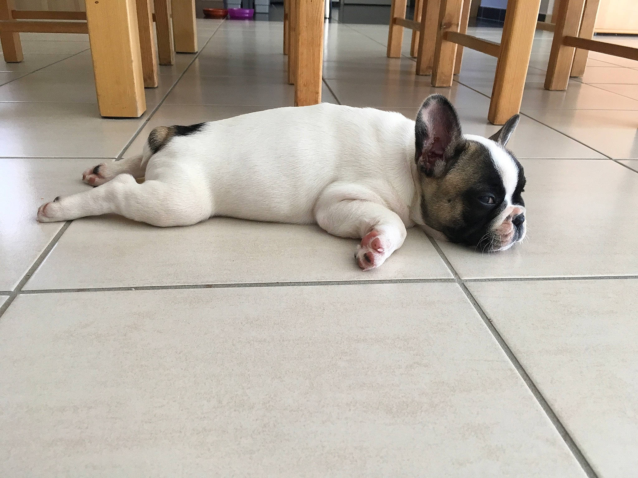 Fidjie a rejoint le concours — aidez-le/la à gagner de superbes lots ! bulldog, carnivore, comfort, companion_dog, dog, dog_breed, ear, fawn, floor, flooring, french_bulldog, grey, hardwood, mammal, snout, toy_dog, whiskers, wood, working_animal, wrinkle