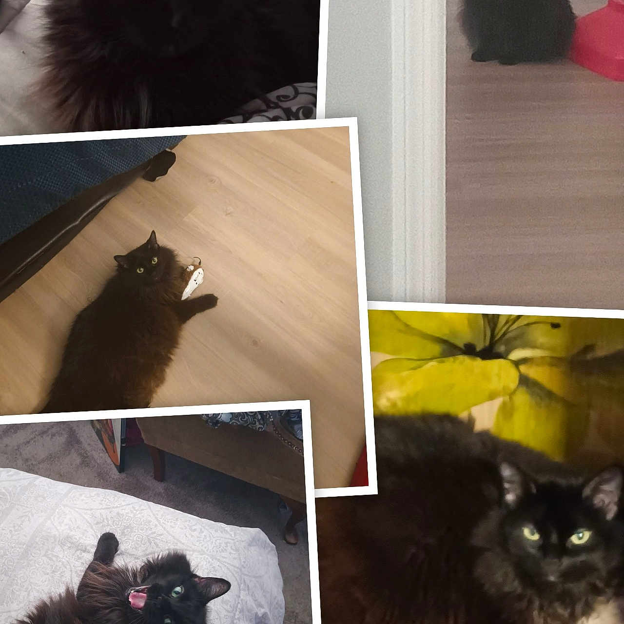 Sassy joined the competition — help win amazing prizes! animal, art, bed, bedroom, blackcat, cat, collage, couch, cushion, furniture, hardwood, homedecor, indoors, interiordesign, kitten, manx, pet, plant, room, wood